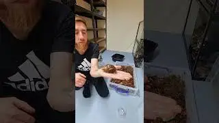 Setting up a enclosure for a giant African land snail 🐌 #landsnail #pets  #reptilehouse #animals