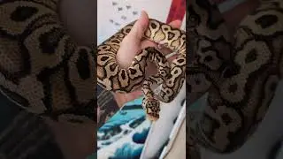 Amazing Hurricane Combo Ball Python! #ballpython #reptiles #ballpythonsnake #python