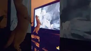 Just the cats watching TV #funny #cat #funnyanimal #funnycat #pets #funnypet #cutecats