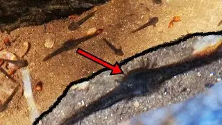Личинка саламандры с одной головой и двумя хвостами ... это так ужасно.