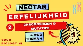4 vwo | Erfelijkheid | 2 | Chromosomen en mutaties