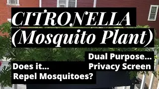 CITRONELLA PLANTS, Dual Use of CITRONELLA Plants as Mosquito Repellent & Privacy Screen #citronella