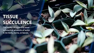 Tissue Succulence in Plants: Carrying water for climate change