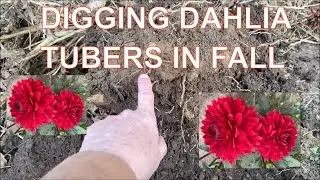 How to / Digging Dahlia Tubers in Fall / Dahlia Flowers