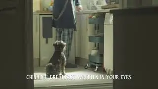 Butcher's Food For Dogs 2021 TV Advert - Everyday Recipes