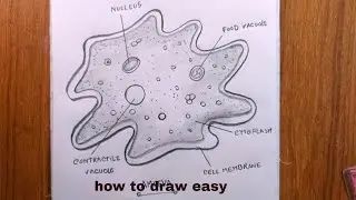 How TO Draw amoeba easy/amoeba diagram/amoeba drawing