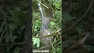 jerat landak ampuh
