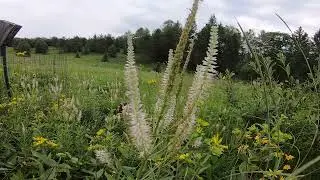 culvers root and bees