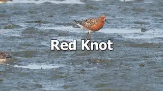 Red Knot (breeding/summer plumage) in the Philippines