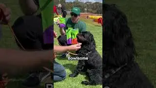 Keilor Fun Day with Bowlsome  #puppy