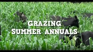 Grazing Summer Annuals