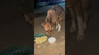 ZUZU - A GOD's Special Child #shorts #ytshorts #goldenretriever #cutepet #animalscasa