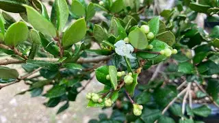 Luma apiculata (Chilean myrtle)