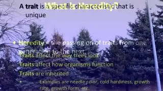 Forest Genetics - A Shift in Paradigms? - session 2