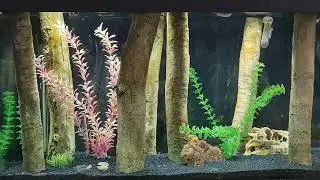 how smart are figure 8 puffer fish really ??