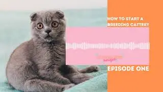 Cat Breeder Sensei Says | Cat Breeding Podcast | How To Start A Breeding Cattery