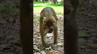 A Tiny Soul, A Mighty Future A Baby Primate&rsquo;s First Days Survival Starts with Love The Power of Prim
