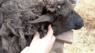 Стрижка овец весной.