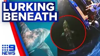 Queensland fisherman circled by massive great white shark | 9 News Australia
