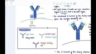Brandl's Basics: The B-cell receptor (BCR): Structure and Recognition