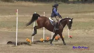 193XC Lisa Sires on SF Dayton SR Beginner Novice Cross Country Woodside August 2024