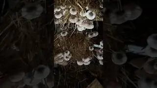 Grow Puwal Mushroom at home | Easy Farming #strawmushroom #patelmushroom #shorts