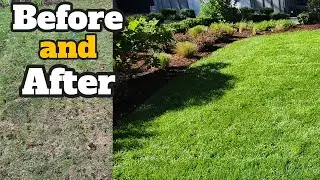 Seattle Spring 2025 Lawn Tune Up with Soil Amendments