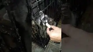 знакомство с ручными енотами