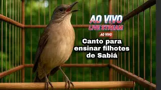 SABI&Aacute; CANTANDO AO VIVO #aves #sabi&aacute; #sabias #passaros #cantodosp&aacute;ssaros 