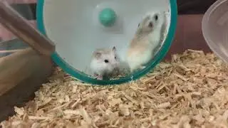 Hamster couple on jogging wheel