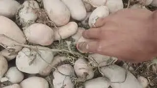 Funny potato 🥔