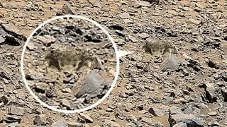 NASA Perseverance 4k Mars Rover || New Mars Live || Mars 4k Video || 4k Live Rover Video