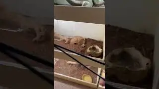 Our Egyptian Cobra &ldquo;Pharaoh&rdquo; has surprised us with a nearly complete shed.  How cool.