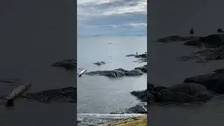&ldquo;Mindful Moments with Seagulls at Cattle Point, Victoria BC/Nature&rsquo;s Pause by the Ocean#victoriabc &ldquo;