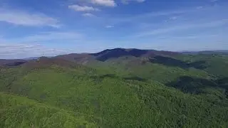 Над закарпатським Лисичевом височіє велетенський дендронапис 