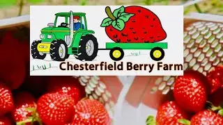 Pick-your-0wn Strawberries 🍓 🍓 @ Chesterfield Berry Farm 2023