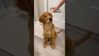 Bath time with Cosmo 🛁🐶✨ #goldenretriever #bathtime #goldenpup #puppybath #asmr #clean