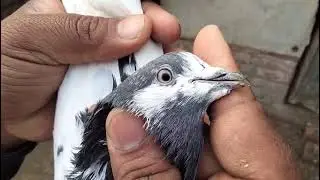 For sale.+92 314 4581391 #pigeon #birds