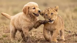 Cachorro de león moribundo se negó a comer – entonces pusieron un perrito SORDO en su jaula.