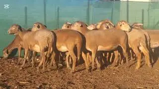 Meatmaster Sheep  : 21 Ewes [ yearnings ] ( SP ) ( Tourelle STUD, South Africa)