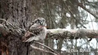 Boreal Owl Preening-Raw Footage