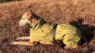 A+a Pets Waterproof Dog Raincoat | Light weight, Adjustable & Mud-Proof
