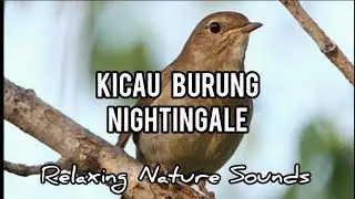 Kicau Burung Nightingale