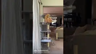 Tabby cat loves climbing the curtains to land on his cat tower!