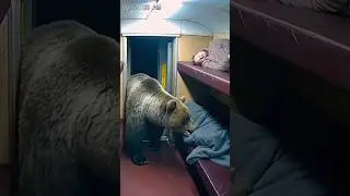 𝗕𝗲𝗮𝗿🐻 𝗔𝘁𝘁𝗮𝗰𝗸😱 #animals #bear #attack