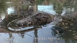 Nile Crocodiles: Sobek & Nefertiti