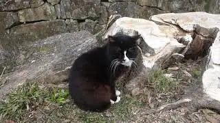 【Cat Video】 meowmeow Happy #cat   #cats  #cute