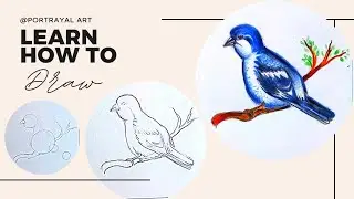 Blue Bird drawing step by step tutorial- Very easy way to draw