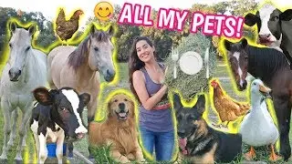 Feeding ALL My Pets In One Video