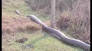 SUCURI GIGANTE &Eacute; FILMADA EM PROPRIEDADE DE SANTA F&Eacute; DO SUL-SP